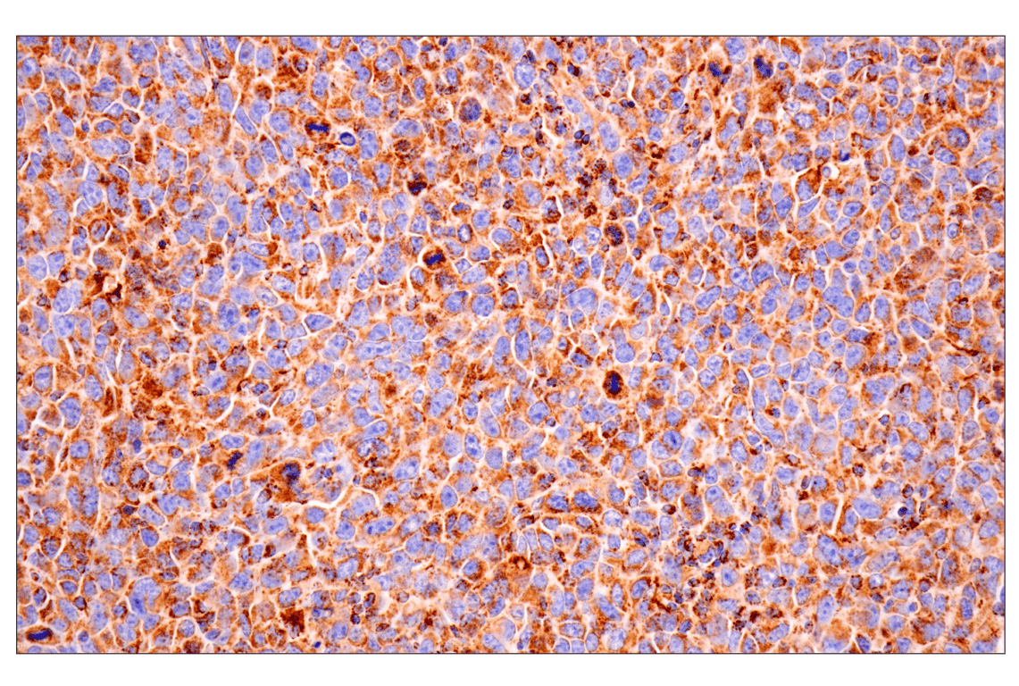 Immunohistochemistry Image 2: TSPO (F5B8F) Rabbit Monoclonal Antibody