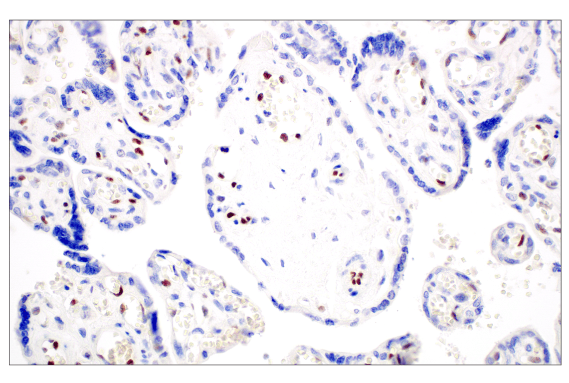 Immunohistochemistry Image 6: KLF2 (E7K8Y) Rabbit Monoclonal Antibody (BSA and Azide Free)