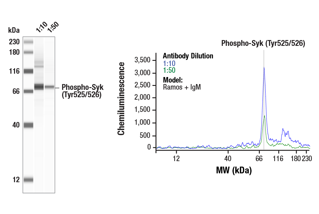 Western Blotting Image 1: Phospho-Syk (Tyr525/526) (C87C1) Rabbit Monoclonal Antibody
