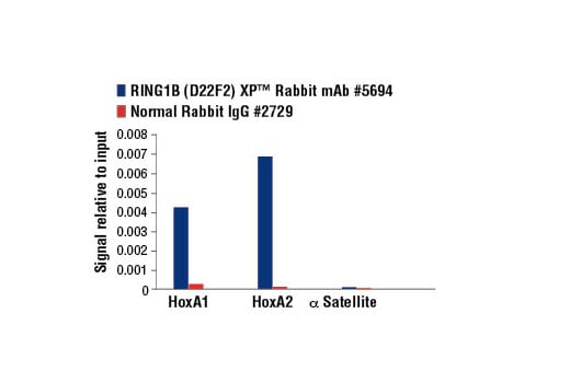 Chromatin Immunoprecipitation Image 3: RING1B (D22F2) Rabbit Monoclonal Antibody