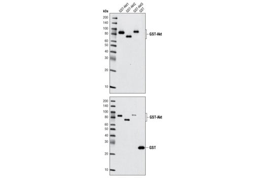 Western Blotting Image 2: Akt (pan) (40D4) Mouse Monoclonal Antibody