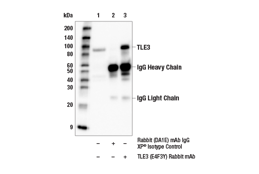 Immunoprecipitation Image 1: TLE3 (E4F3Y) Rabbit Monoclonal Antibody