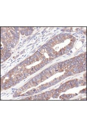 Immunohistochemistry Image 2: S6 Ribosomal Protein (54D2) Mouse Monoclonal Antibody (BSA and Azide Free)