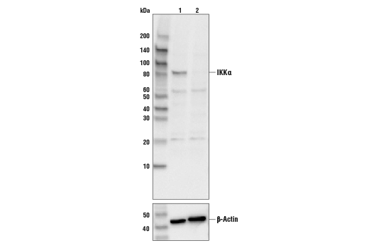 Western Blotting Image 2: IKK alpha (3G12) Mouse Monoclonal Antibody (BSA and Azide Free)