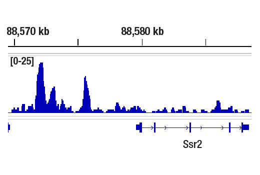 CUT & RUN Image 1: Nanog (D1G10) Rabbit Monoclonal Antibody (ChIP Formulated)