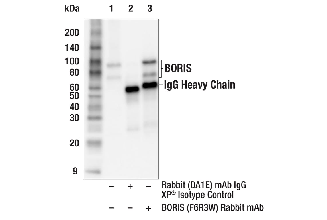Immunoprecipitation Image 1: BORIS (F6R3W) Rabbit Monoclonal Antibody