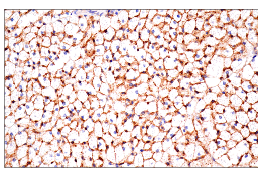 Immunohistochemistry Image 1: CD36 (E8B7S) Rabbit Monoclonal Antibody (BSA and Azide Free)