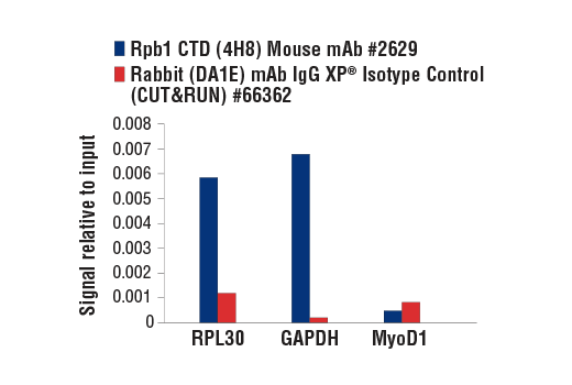 CUT & RUN Image 3: Rpb1 CTD (4H8) Mouse Monoclonal Antibody