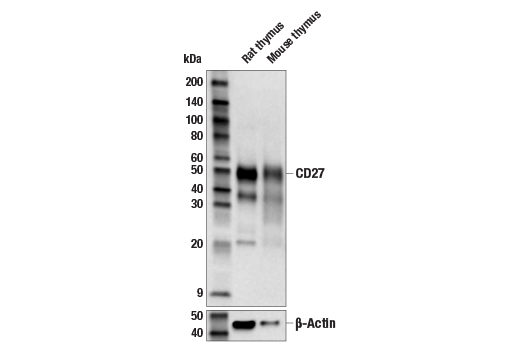 Western Blotting Image 2: CD27 (E6S8H) Rabbit Monoclonal Antibody
