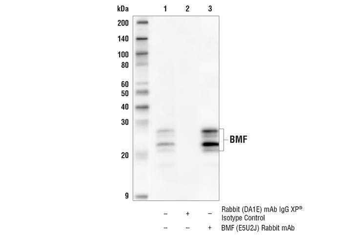 Immunoprecipitation Image 1: BMF (E5U2J) Rabbit Monoclonal Antibody