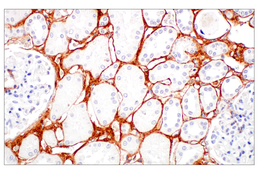Immunohistochemistry Image 1: COL3A1 (E8D7R) Rabbit Monoclonal Antibody (BSA and Azide Free)