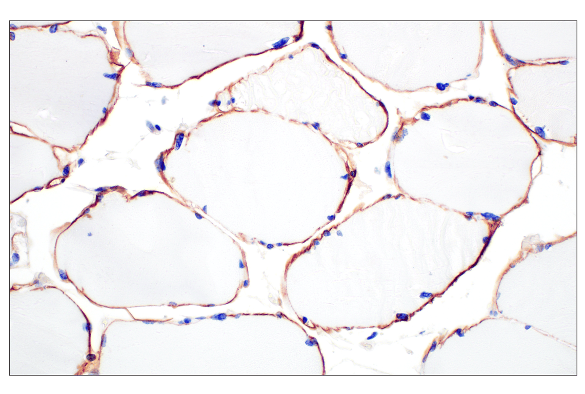 Immunohistochemistry Image 1: Dystrophin (E4F3S) Rabbit Monoclonal Antibody