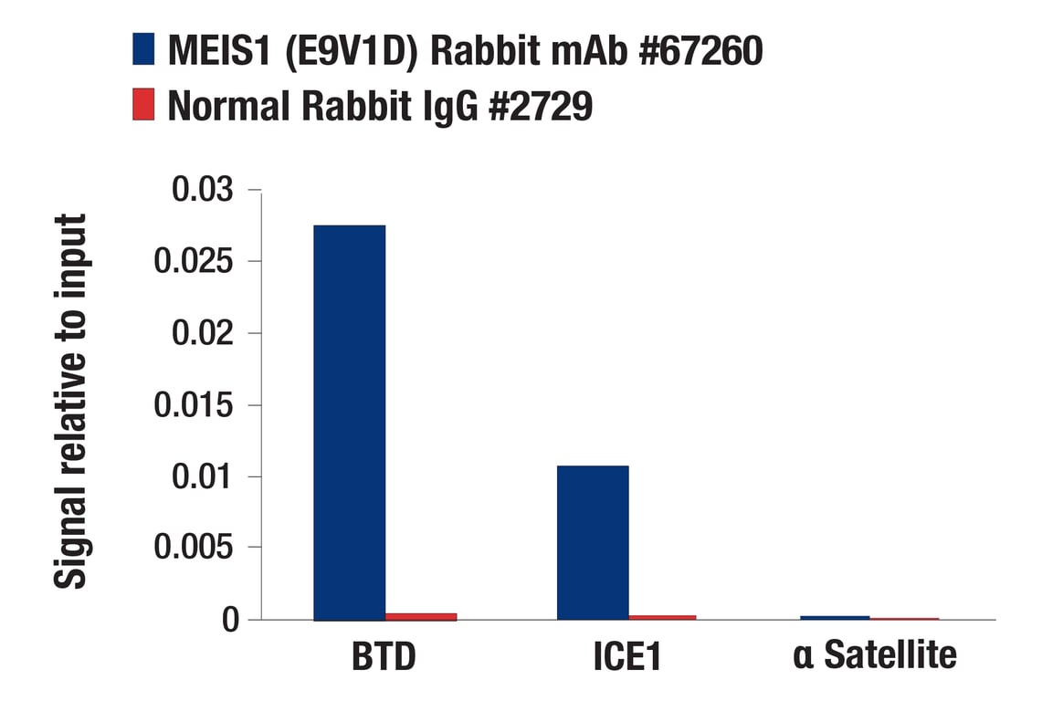 Chromatin Immunoprecipitation Image 1: MEIS1 (E9V1D) Rabbit Monoclonal Antibody