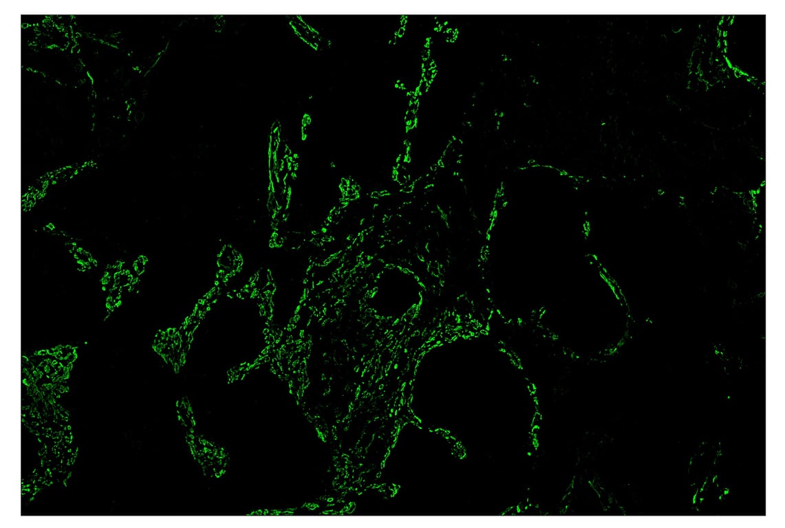 Immunohistochemistry Image 2: alpha-Smooth Muscle Actin (D4K9N) & CO-0024-488 SignalStar<sup>™</sup> Oligo-Antibody Pair