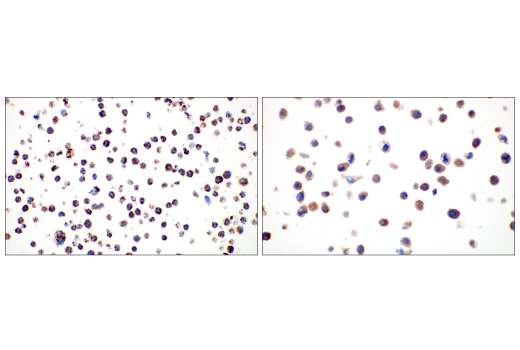 Immunohistochemistry Image 12: TFAM (D5C8) Rabbit Monoclonal Antibody