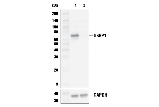 Western Blotting Image 2: G3BP1 (E7G9E) Rabbit Monoclonal Antibody