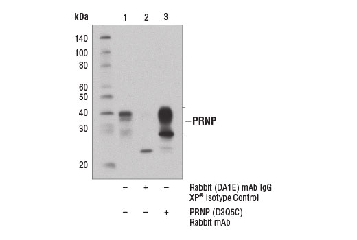 Immunoprecipitation Image 1: PRNP (D3Q5C) Rabbit Monoclonal Antibody