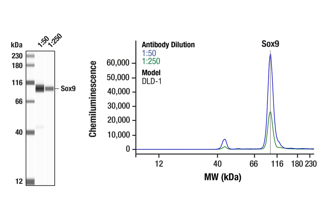 Western Blotting Image 1: Sox9 (D8G8H) Rabbit Monoclonal Antibody