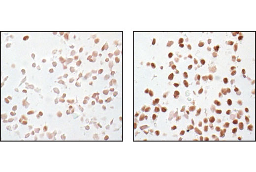 Immunohistochemistry Image 4: Phospho-CREB (Ser133) (87G3) Rabbit Monoclonal Antibody (BSA and Azide Free)