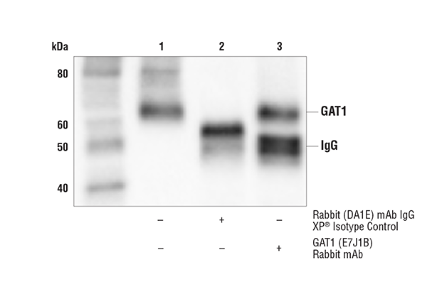 Immunoprecipitation Image 1: GAT1 (E7J1B) Rabbit Monoclonal Antibody
