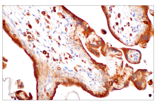 Immunohistochemistry Image 7: HO-1 (E8B7A) XP<sup>®</sup> Rabbit mAb (BSA and Azide Free)