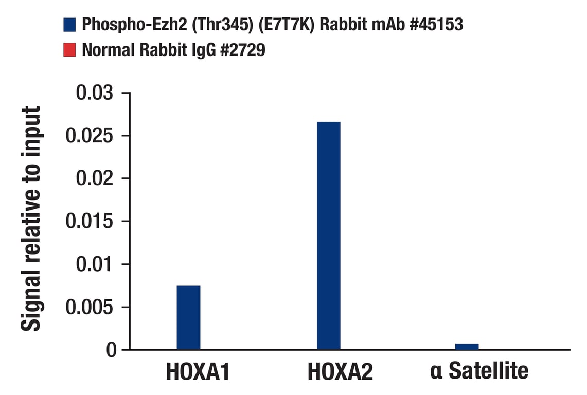 Chromatin Immunoprecipitation Image 3: Phospho-Ezh2 (Thr345) (E7T7K) Rabbit Monoclonal Antibody