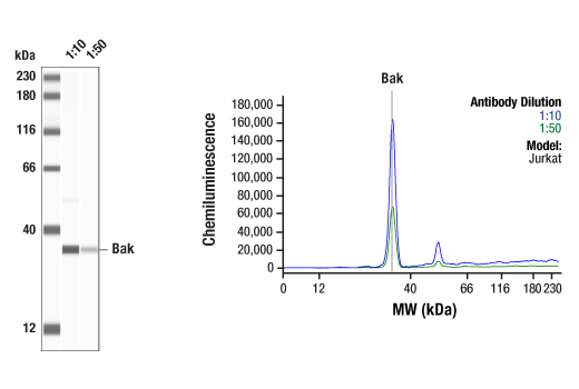 Western Blotting Image 1: Bak Antibody