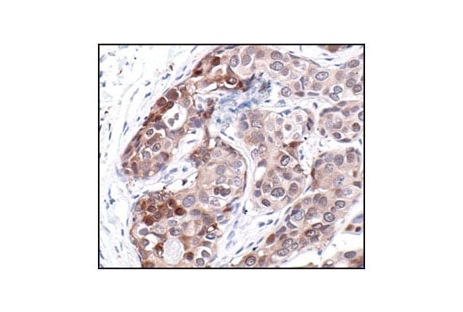 Immunohistochemistry Image 1: HSP70 (6B3) Rat Monoclonal Antibody