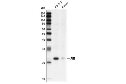 Western Blotting Image 1: AID (L7E7) Mouse mAb