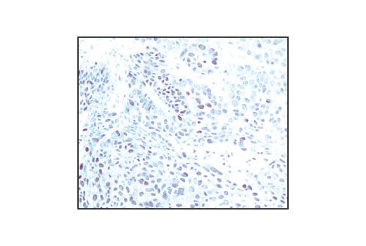 Immunohistochemistry Image 2: NEDD8 (19E3) Rabbit Monoclonal Antibody (BSA and Azide Free)
