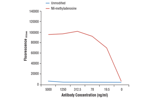 undefined Image 1: N6-Methyladenosine (m6A) (D9D9W) Rabbit Monoclonal Antibody