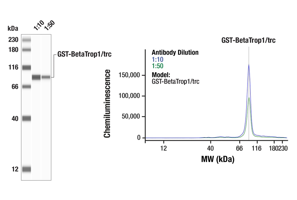 undefined Image 15: Epitope Tag Antibody Sampler Kit