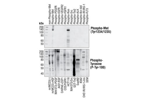Western Blotting Image 2: Phospho-Met (Tyr1234/1235) (3D7) Rabbit Monoclonal Antibody