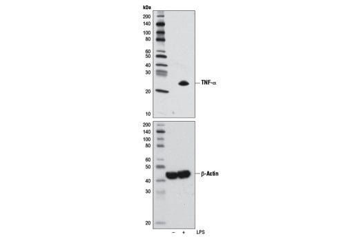 Western Blotting Image 1: TNF-α (D1G2) Rabbit mAb