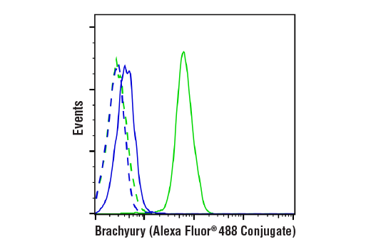 Flow Cytometry Image 1: Brachyury (D2Z3J) Rabbit Monoclonal Antibody (Alexa Fluor<sup>®</sup> 488 Conjugate)