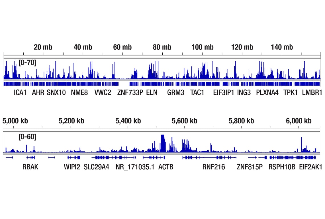 CUT & Tag Image 2: Phospho-Rpb1 CTD (Ser2) (E1Z3G) Rabbit Monoclonal Antibody