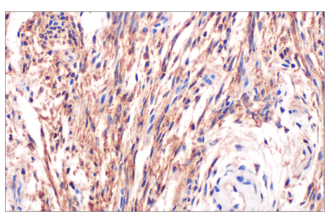 Immunohistochemistry Image 4: GLIPR2 (F7H7V) Rabbit Monoclonal Antibody