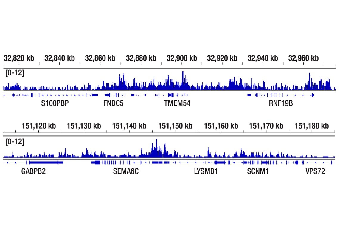 CUT & RUN Image 2: Ubiquityl-Histone H2A (Lys119) (D27C4) Rabbit Monoclonal Antibody