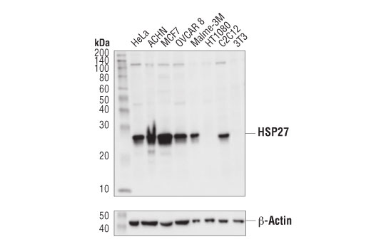 Western Blotting Image 2: HSP27 (E1J4D) Rabbit Monoclonal Antibody