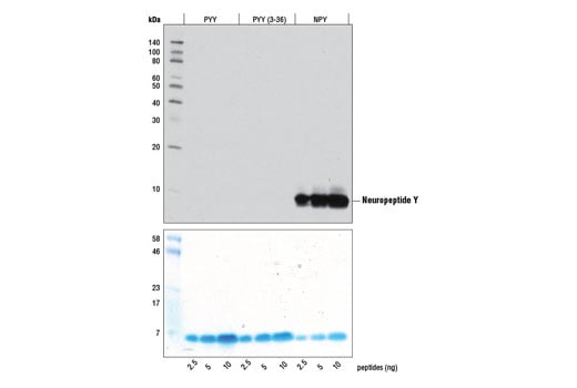 Western Blotting Image 2: Neuropeptide Y (D7Y5A) Rabbit Monoclonal Antibody