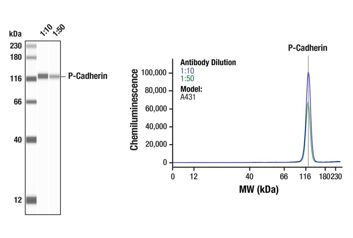 undefined Image 26: Cadherin-Catenin Antibody Sampler Kit