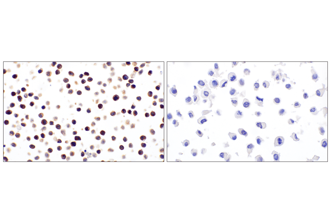 Immunohistochemistry Image 9: TRAF5 (F6W4N) Rabbit Monoclonal Antibody