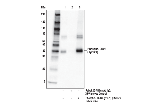 Immunoprecipitation Image 1: Phospho-CD28 (Tyr191) (E5B9Z) Rabbit Monoclonal Antibody