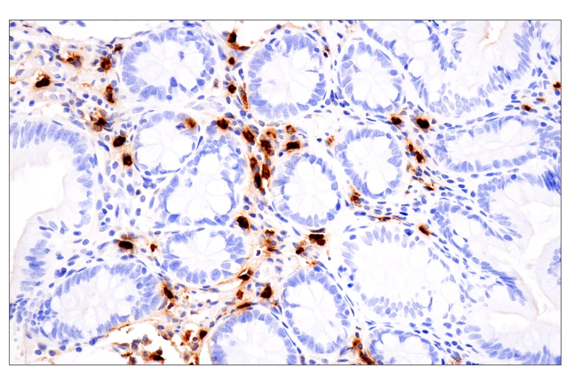 Immunohistochemistry Image 5: Neutrophil Elastase (F4H3X) Rabbit Monoclonal Antibody (BSA and Azide Free)