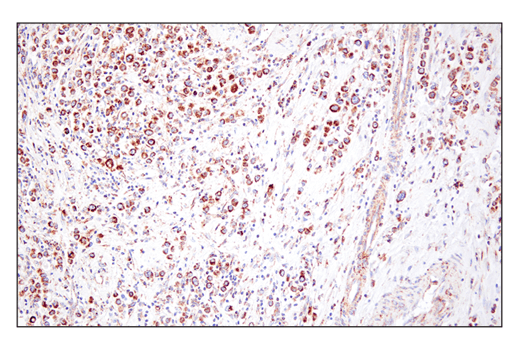 Immunohistochemistry Image 2: SHMT2 (E7F4Q) Rabbit Monoclonal Antibody