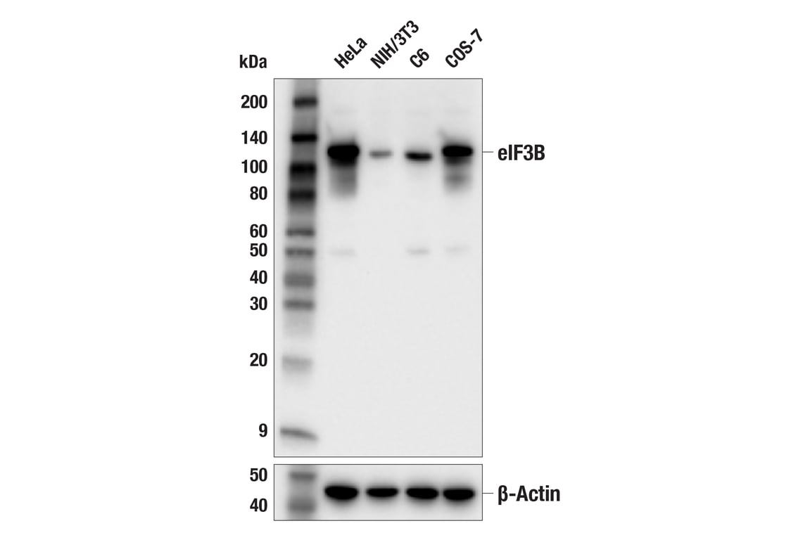 Western Blotting Image 1: eIF3B Antibody