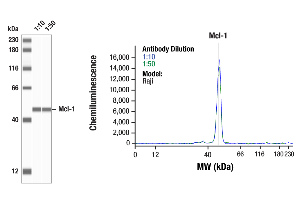 undefined Image 19: Pro-Survival Bcl-2 Family Antibody Sampler Kit
