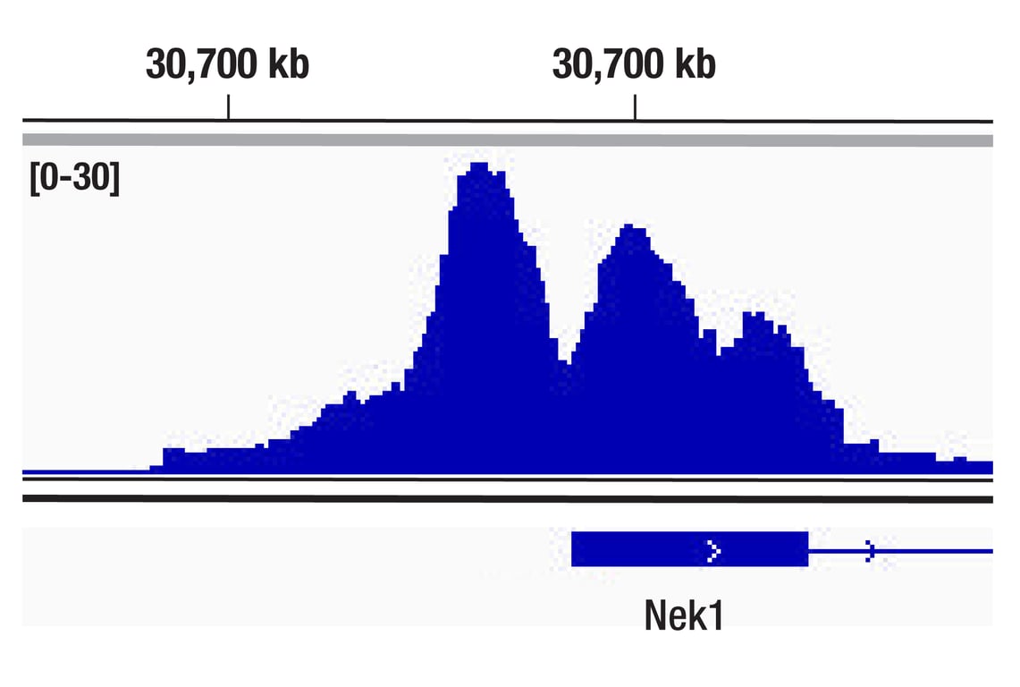 CUT & Tag Image 1: HP1 alpha (F3K7M) Rabbit Monoclonal Antibody