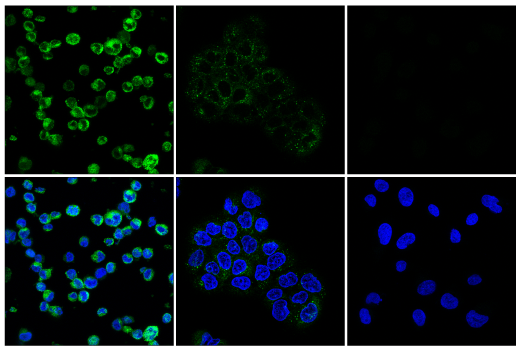 Immunofluorescence Image 1: FGL1 (E8V9Q) Rabbit Monoclonal Antibody
