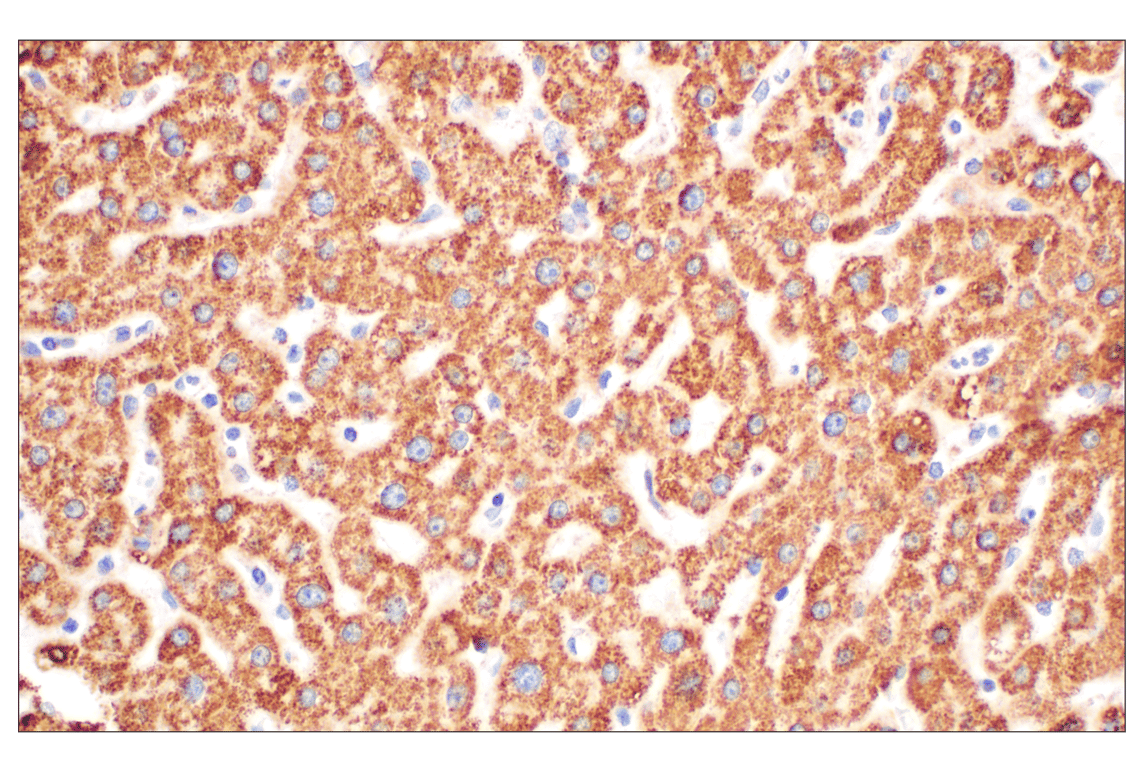 Immunohistochemistry Image 3: GOT2 (F4P3R) Rabbit mAb